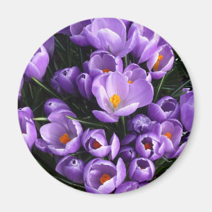 Purple Crocus Refrigerator Magnet