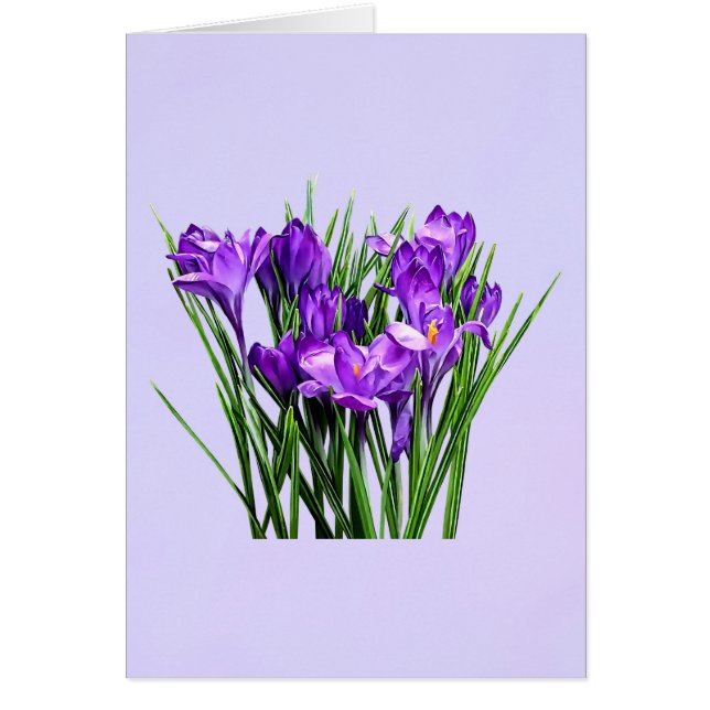 Purple Crocuses (Front)