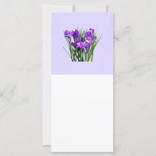 Purple Crocuses