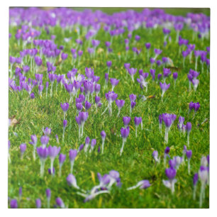 Purple crocuses ceramic photo tile