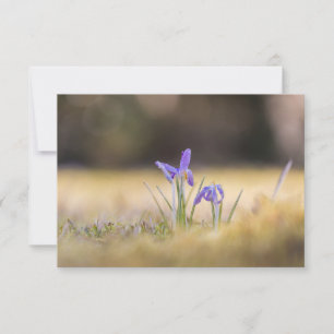 Purple Crocuses Nature Photo Card