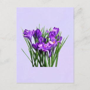 Purple Crocuses Postcard