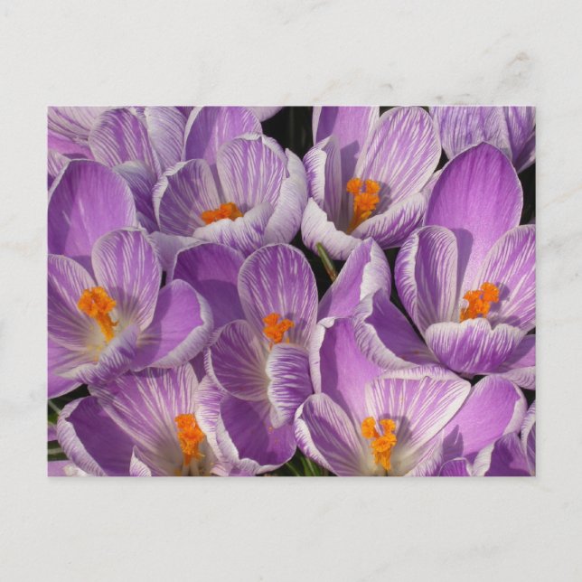 Purple Crocuses Postcard (Front)
