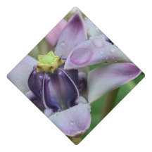 Purple Crown Flower