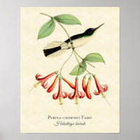 Purple Crowned Fairy Hummingbird Art Print