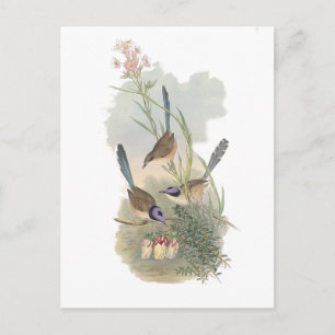 Purple-crowned Fairywren Postcard