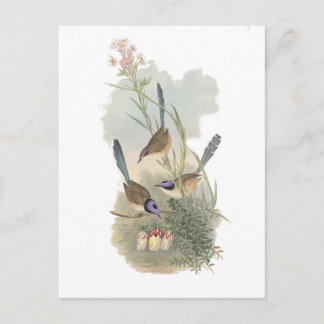 Purple-crowned Fairywren Postcard