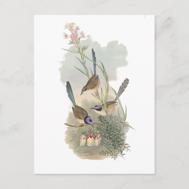 Purple-crowned Fairywren Postcard (Front)