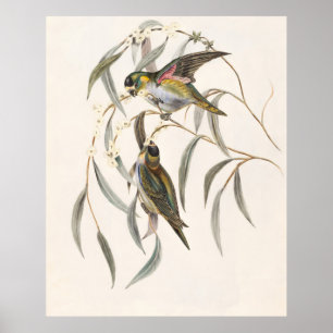 Purple-crowned Lorikeet Animal Wildlife Bird  Poster