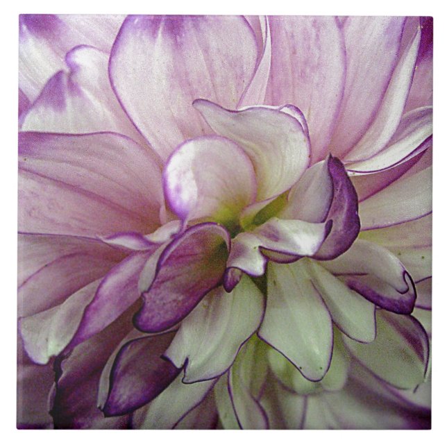 Purple Dahlia Ceramic Tile (Front)