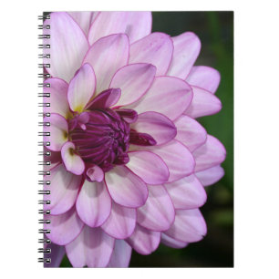 Purple dahlia flower blossoms notebook