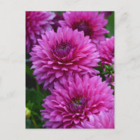 Purple dahlia flower garden