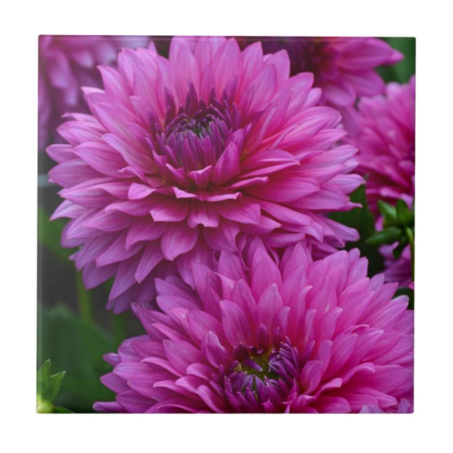 Purple dahlia flower garden tile (Front)