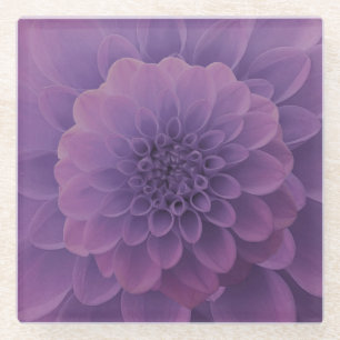 Purple Dahlia Glass Coaster
