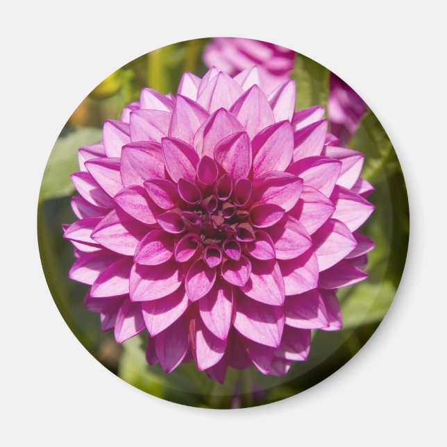 Purple Dahlia Magnet (Front)