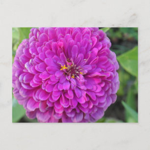 Purple Dahlia Postcard