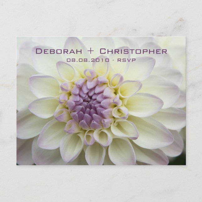 Purple Dahlia • RSVP Postcard (Front)