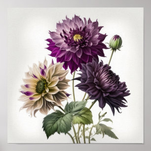 Purple Dahlias Flower Art Print Poster
