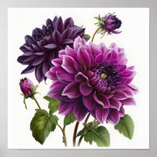 Purple Dahlias Flower Art Print Poster