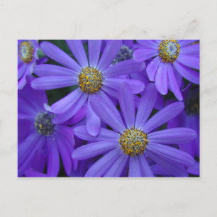 Purple Daisies - Postcard #1