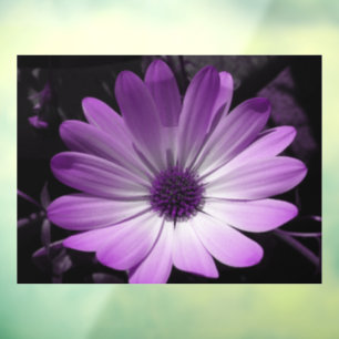 Purple Daisy Flower