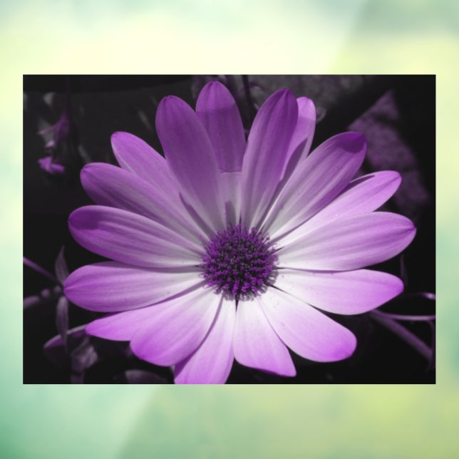 Purple Daisy Flower (Sheet 3)