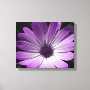 Purple Daisy Flower Canvas Print