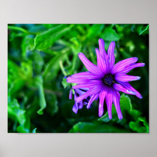 Purple Daisy in a Summer Garden  Poster