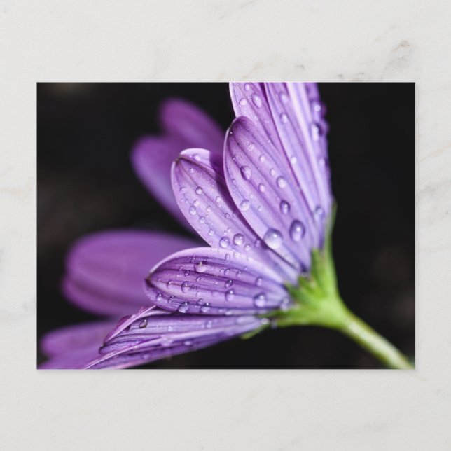 Purple Daisy Osteospermum Flower Postcard (Front)