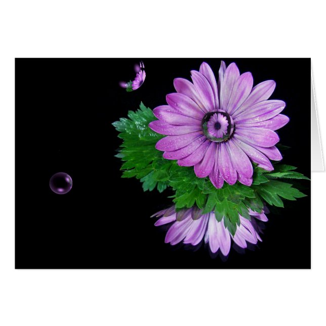 Purple Daisy Reflection (Front Horizontal)