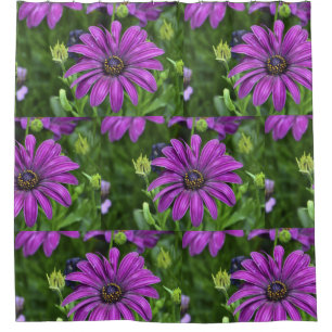 Purple Daisy Shower Curtain