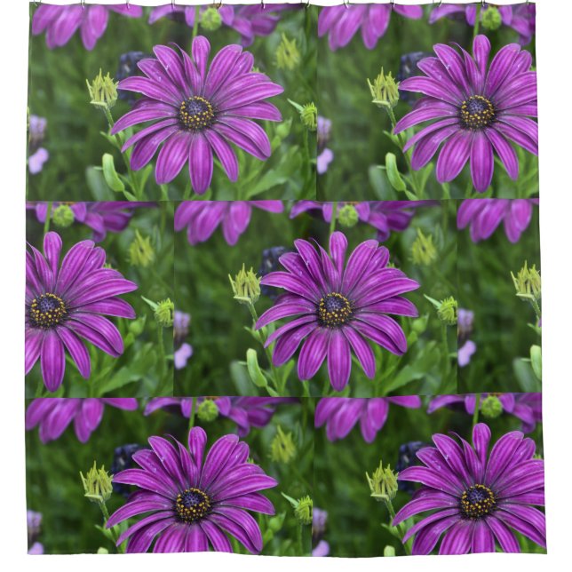 Purple Daisy Shower Curtain (Front)