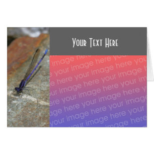 Purple Damselfly Nature Photo Card