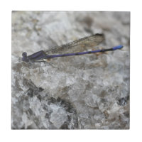 Purple Damselfly On Quartz Nature