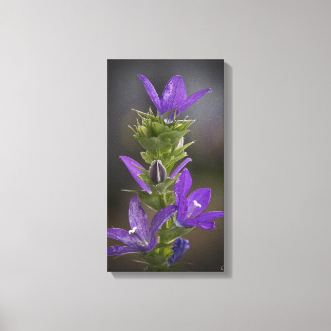Purple Delight Gallery Canvas Wrap Print (Front)