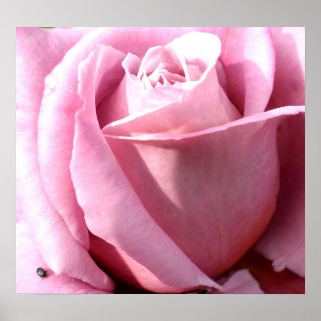 Purple delight poster (Front)