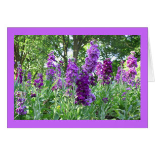 Purple Delphinium