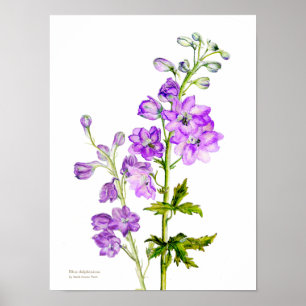 Purple delphinium botanical fine art poster print