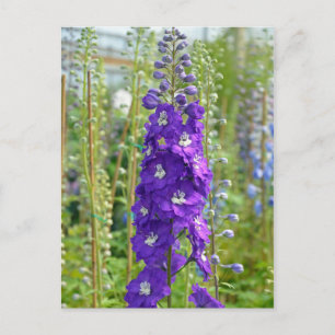 Purple delphinium flowers print postcard