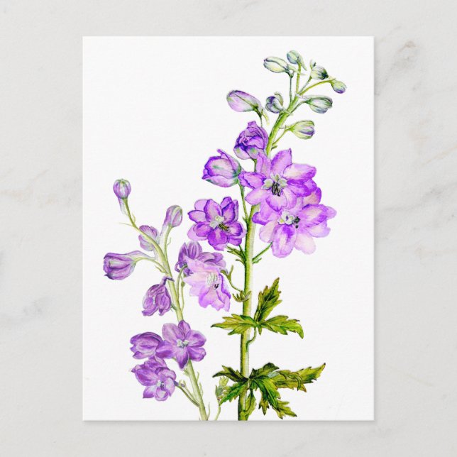 Purple delphiniums in watercolor postcard (Front)