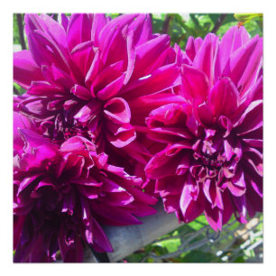 Purple Dhalia Flower Perfect Poster