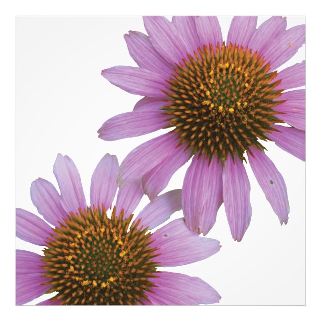 Purple Echinacea Photo Print (Front)