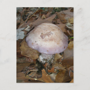 Purple-Edge Mushroom Postcard