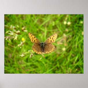 Purple Edged Copper Butterfly Poster
