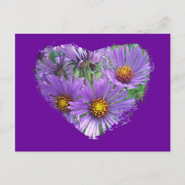 Purple Fall Asters Wildflower Matching Items Postcard (Front)
