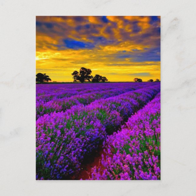 Purple Fields Postcard (Front)