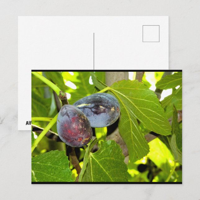 Purple Figs in Tree Postcard (Front/Back)