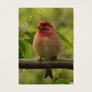 Purple Finch ATC