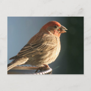 Purple Finch Bird Photo Postcard