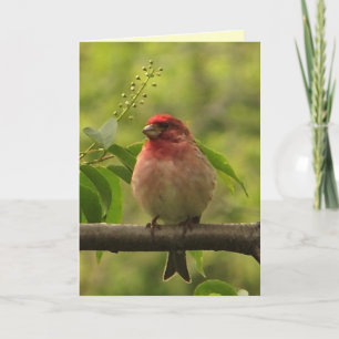 Purple Finch Birthday Card